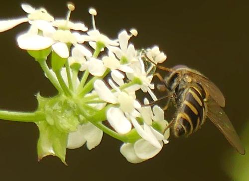 Réf. 342 145 : Parasyrphus punctulatus
